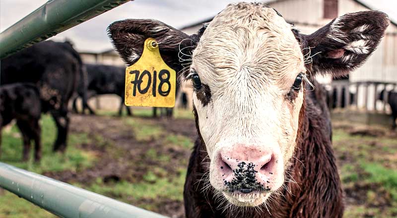 Автономное отопление животноводческого комплекса в Днепропетровской области