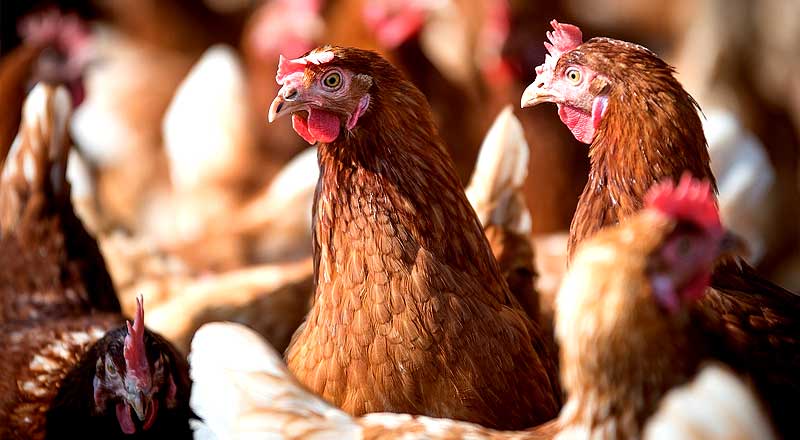 Автономное отопление птицефабрики в Днепре